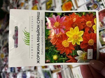 Жоржина Міньйон суміш 40-50см 375872н4 фото