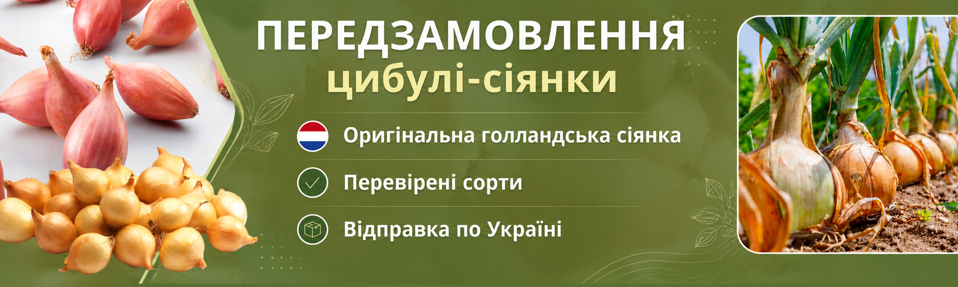 Передзамовлення цибулі