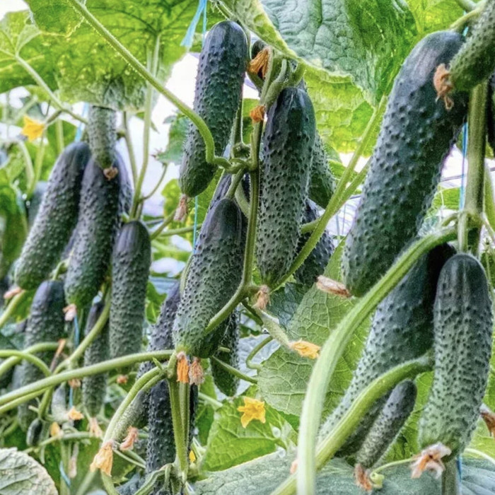 СЕМЕНА ОГОРКА ПРИМЕРО F1 10 ШТ (YUKSEL SEEDS) фасованное в зип-пакет