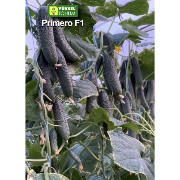 СЕМЕНА ОГОРКА ПРИМЕРО F1 10 ШТ (YUKSEL SEEDS) фасованное в зип-пакет