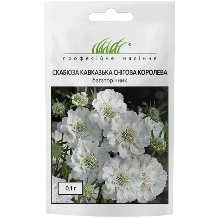 Скабиоза кавказская Снежная королева
