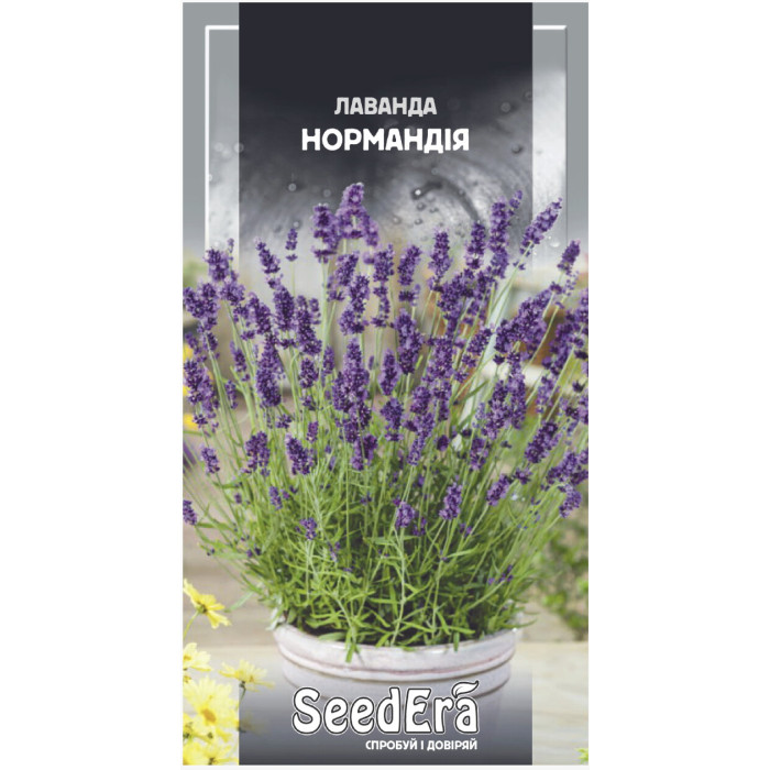 Семена Цветы Лаванда Нормандия многолетняя Seedera, 0,1 г