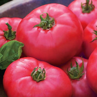 Томат Торбей F1 10шт