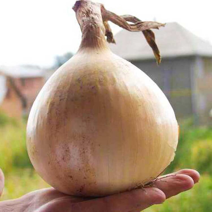 Лук Эксибишн