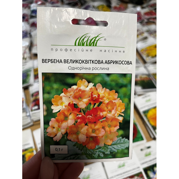 Вербена крупноцветковая абрикосовая