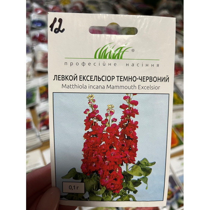 Левкой Эксельсиор темно-красный 60-70см.