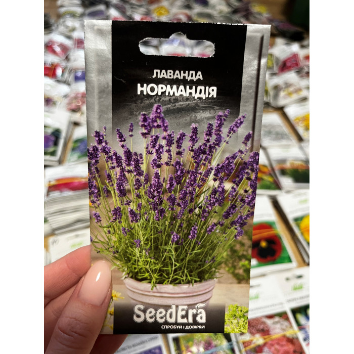 Лаванда Нормандія 50-60см
