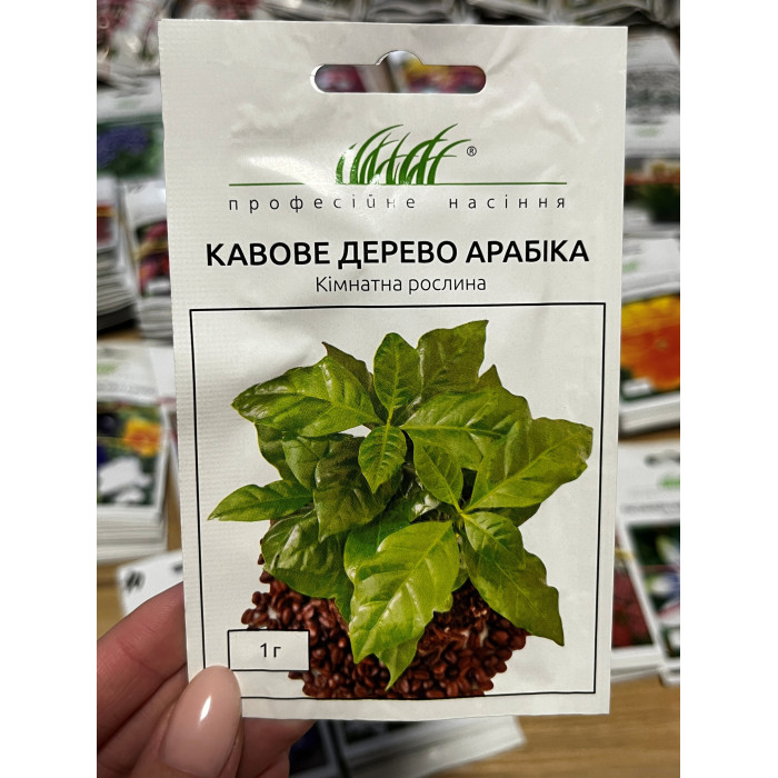 Кофейное дерево Арабика
