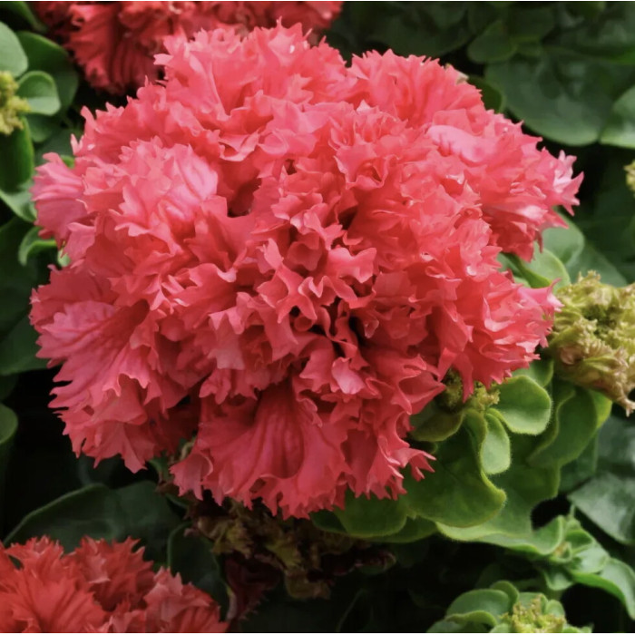 Насіння Квіти Петунія бахромчаста великоквіткова низькоросла Подвійний Каскад Червона F1 Seedera, 10 шт,