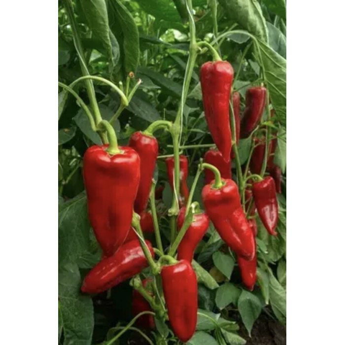 Перец Динамика F1 10шт
