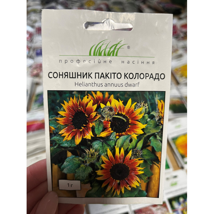 Подсолнечник Пакито колорадо 50-60см