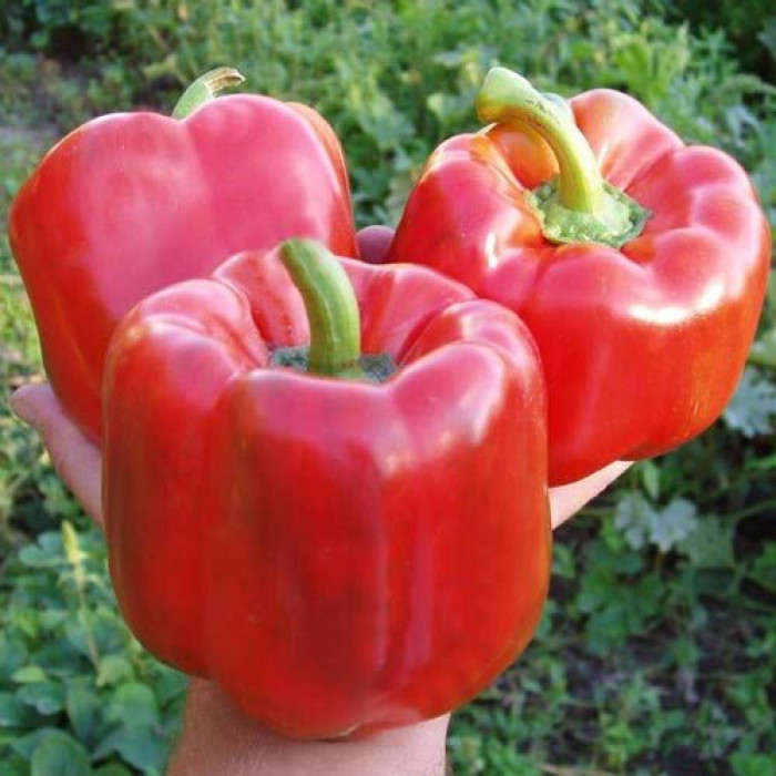 Перец Геркулес F1 8шт