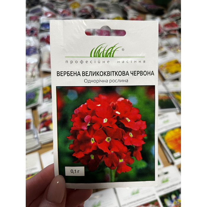 Вербена крупноцветная красная