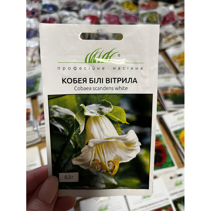 Кобея Белые паруса