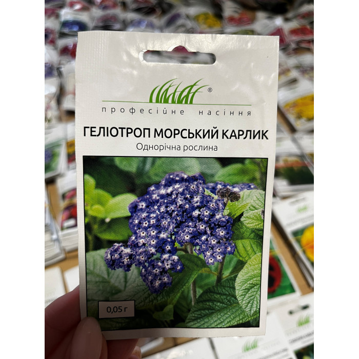 Гелиотроп Морской карлик