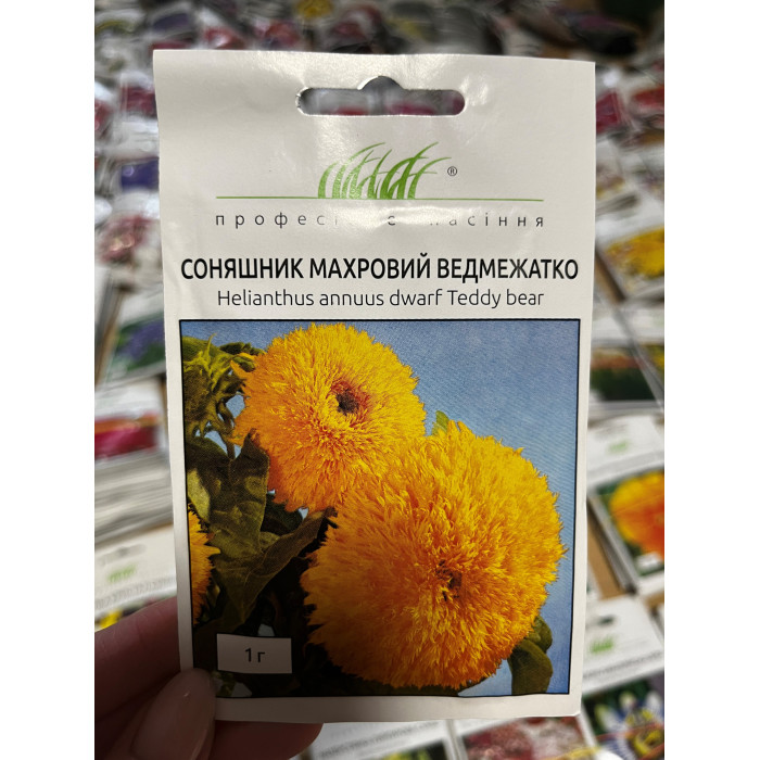 Подсолнечник Махровый медвежонок 50-60см