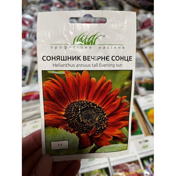Подсолнечник Вечернее солнце 100-150см