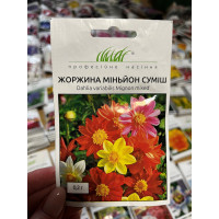 Жоржина Міньйон суміш 40-50см