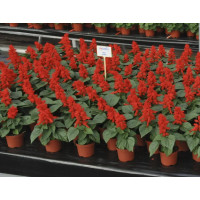 Сальвия Ред Алерт 15-20см
