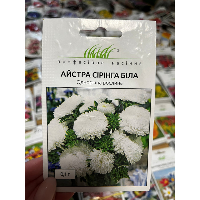 Астра Сиринга белая 60-70см