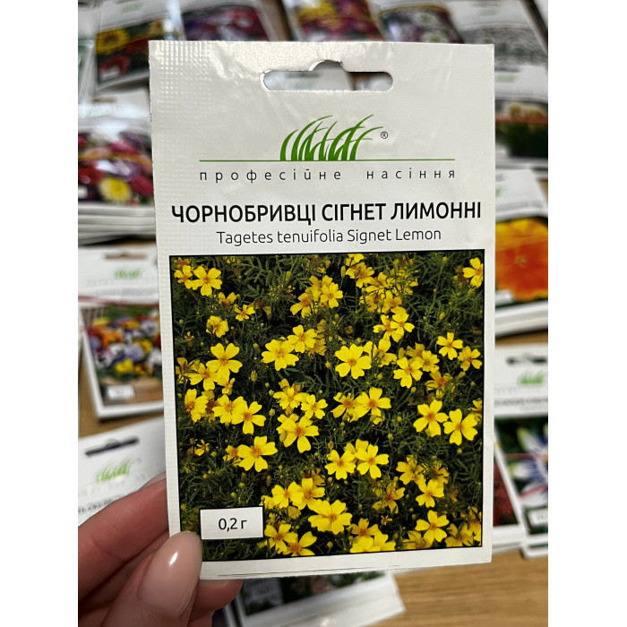 Чорнобривці Сігнет лимонні 25-30