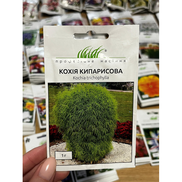 Кохия кипарисовая 60-80см
