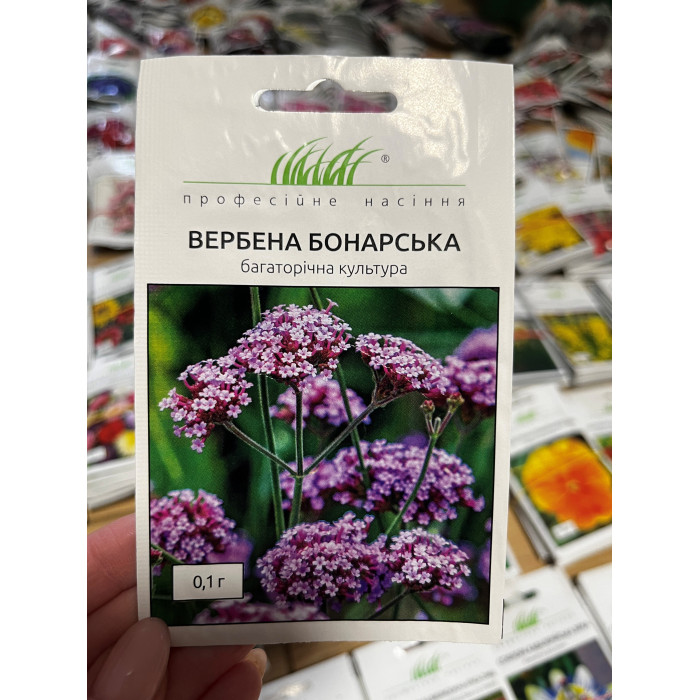 Вербена Бонарская 100см