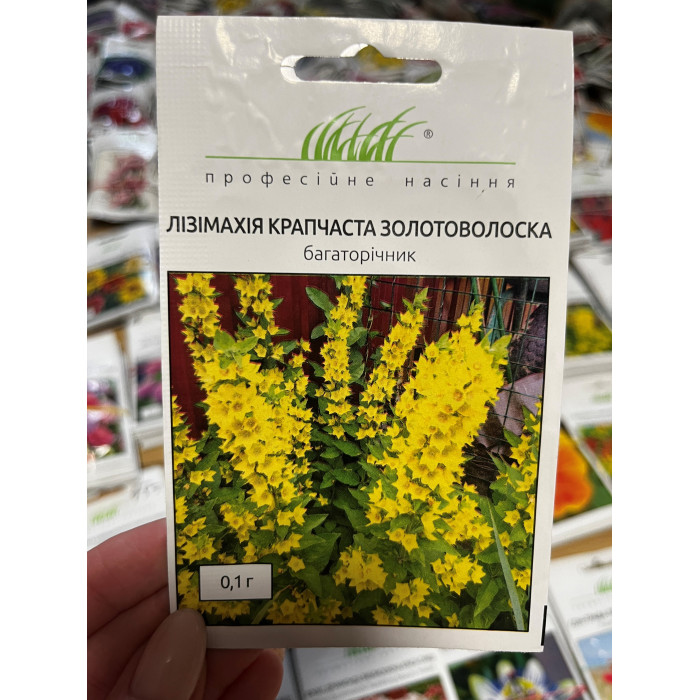 Лізімахія крапчаста 35-40см