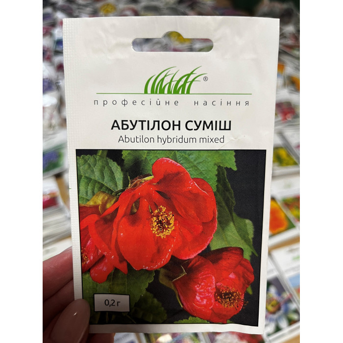 Абутилон смесь 50-60см