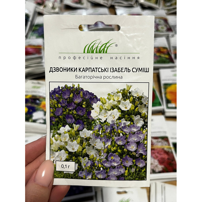 Колокольчики Карпатские Изабель 20-25см