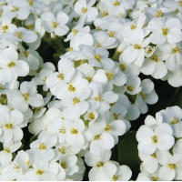 Арабіс кавказький білий 0,1 г