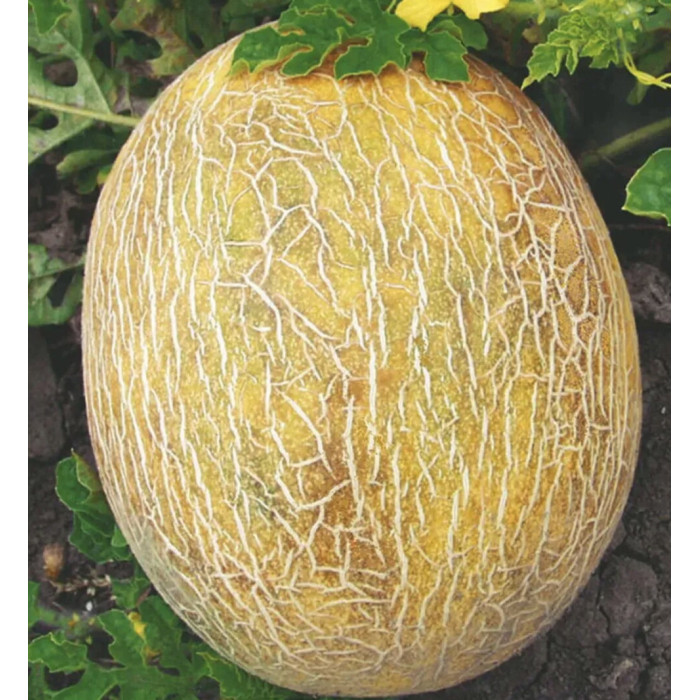 Дыня Ананас, 0,5 г