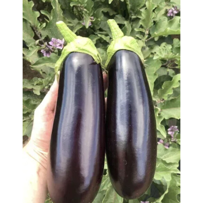 Баклажан Анатолія F1 10шт