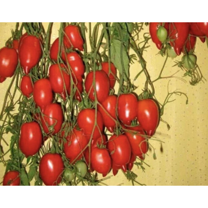 Семена Томат Легенда Тарасенко Seedеra, 0,1 г