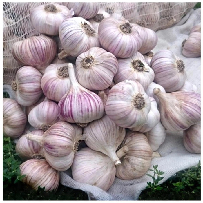 Часник озимий Любаша 5-6 (перша репродукція) ) 0,5кг, Україна