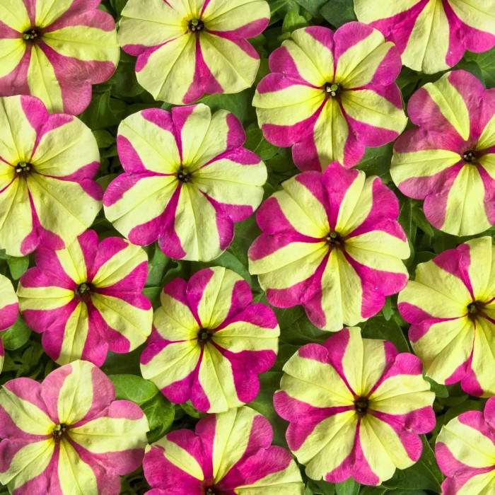 Петунія ампельна грандіфлора Лавина F1 Rose Yellow Star, 200 шт.