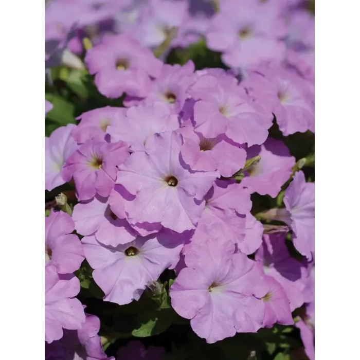 Петунія ампельна Опера Супрім F1 (Фасовка: 50 драже; Колір: lavender)