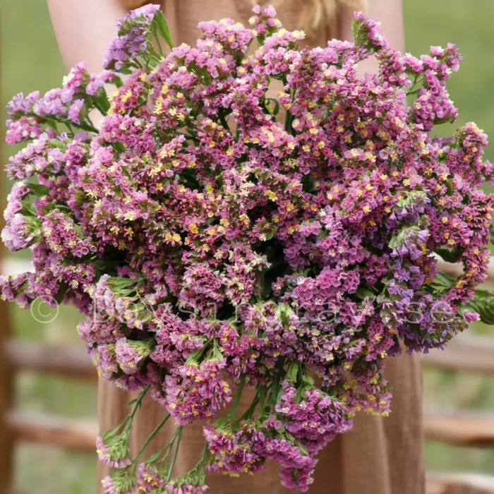 Статиця виїмчаста Фореве абрикосова, 2 г (Takii Seed, Японія)