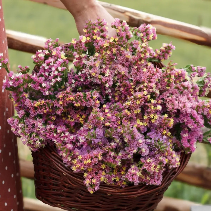 Статиця виїмчаста Фореве абрикосова – професійне насіння Takii Seed