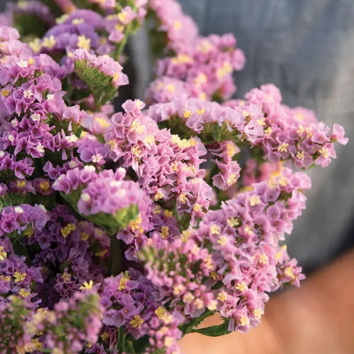 Статиця виїмчаста Фореве абрикосова – професійне насіння Takii Seed