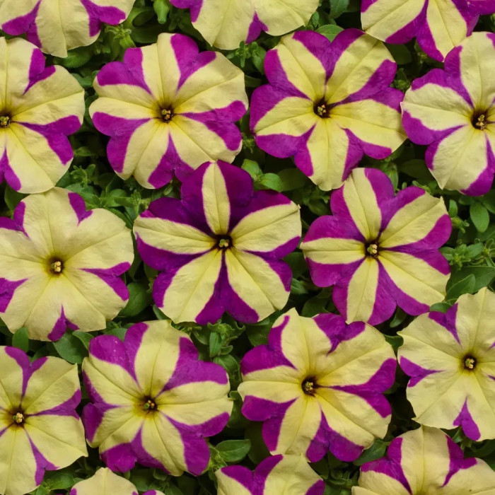Петуния ампельная грандифлора Лавина F1 Purple Yellow Star, 200 шт.
