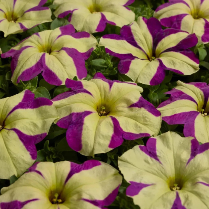 Петуния ампельная грандифлора Лавина F1 Purple Yellow Star, 200 шт.